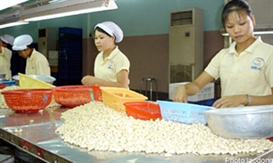 Cashewnut processors set sights on exports
